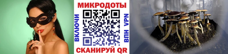 Псилоцибиновые грибы Cubensis  Купить закладки  Пучеж 